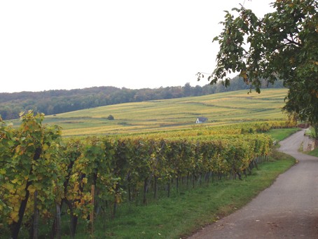 Vignoble de Dorlisheim,  15 min  pied du Gte en Alsace